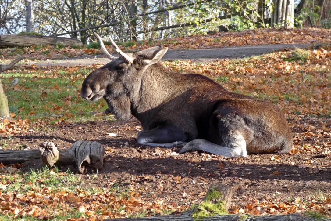 estocolmo-suecia-viajar-consejos